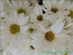 ҹѴ͡Թ Shanel LK Flower Hua Hin Thailand